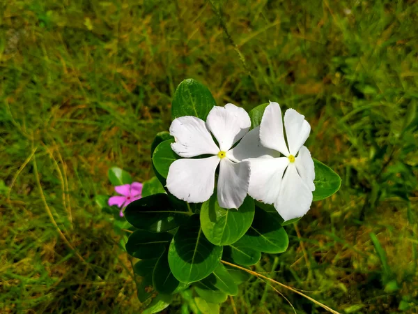 White Periwinkle Flowers Enjoying Sun Morning — Stock Photo, Image