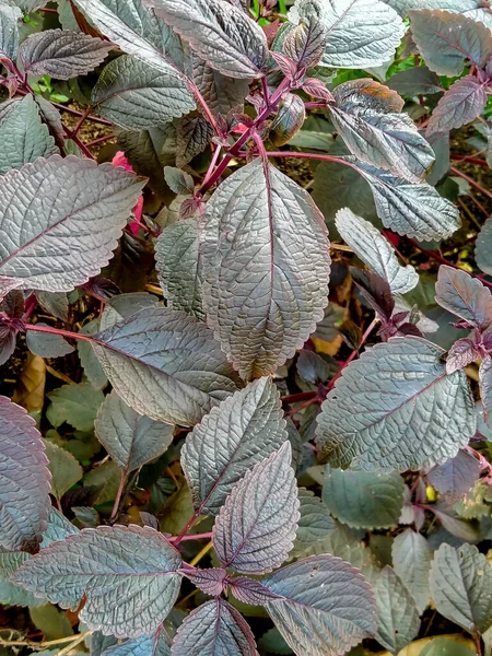Mor Urticaceae bitkileri güneş ışığına maruz kaldıklarında daha güzeldir.