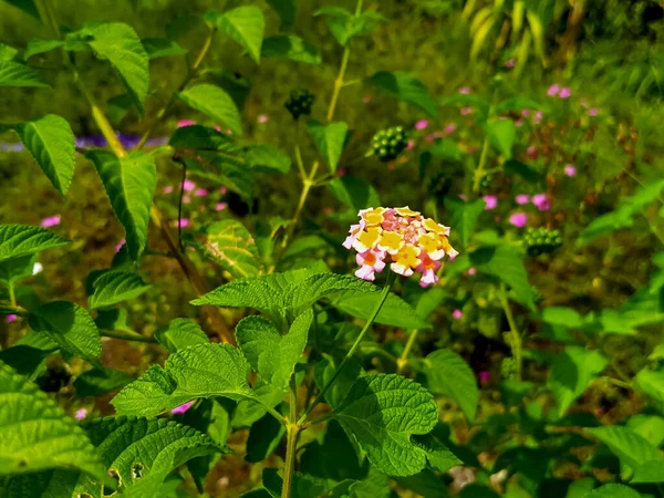 Colorful Lantana Flowers Surrounded Green Leaves Morning — Stock Photo, Image
