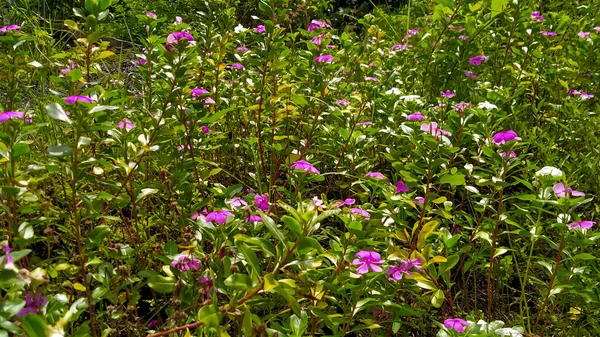 Bu Periwinkle bitkileri sabahları güneşin tadını çıkarıyorlar.