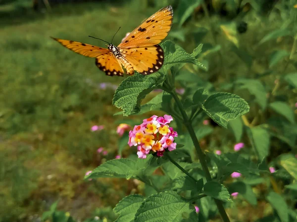 Orangefarbener Schmetterling Fliegt Über Lantana Camara Blume — Stockfoto