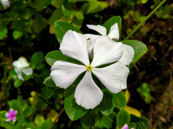 Güneşte açan beyaz menekşe.