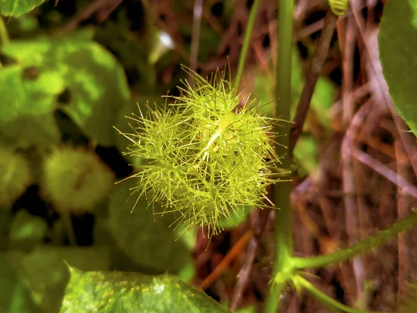 Küçük yeşil bir çalı bitkisinin meyvesini yakın..