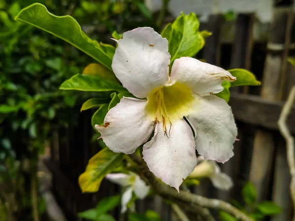 Bu zavallı beyaz çiçek solmaya başladı.