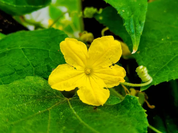 Güneşli bir günde sarı çiçek salatalığının seçici odağı
