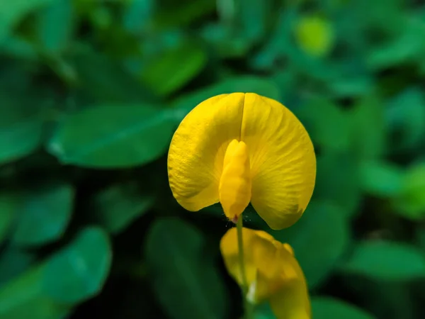 Krásná Malá Rostlina Arachis Pintoi Dopoledních Hodinách Jasně Žlutou Barvou — Stock fotografie