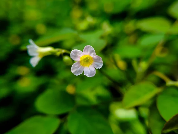 Krásná Malá Rostlina Oxalis Barrelieri Bílou Žlutou Barvou — Stock fotografie