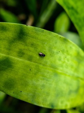 Küçük siyah bir asker yeşil bir yaprağın üzerinde dinleniyor.