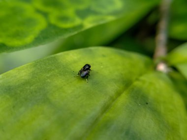 Küçük siyah bir asker yeşil bir yaprağın üzerinde dinleniyor.