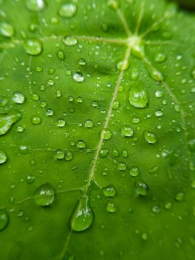 Seçici odak - Yağmurdan sonra yeşil yapraklara damlacıklar