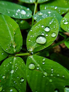Seçici odak - Yağmurdan sonra yeşil yapraklara damlacıklar