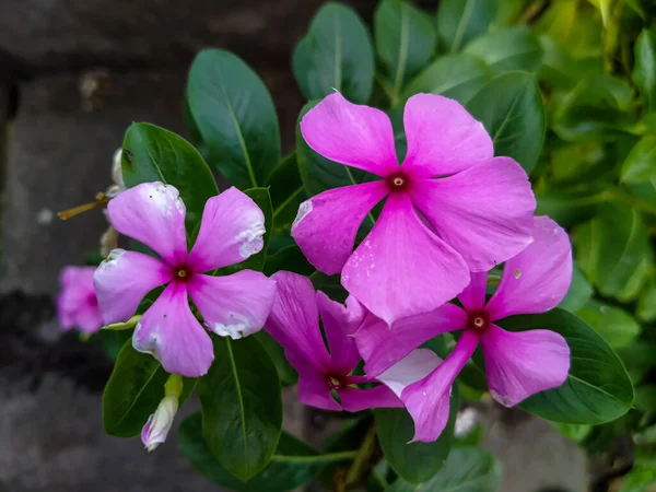 Purple periwinkle flower with broken leaves