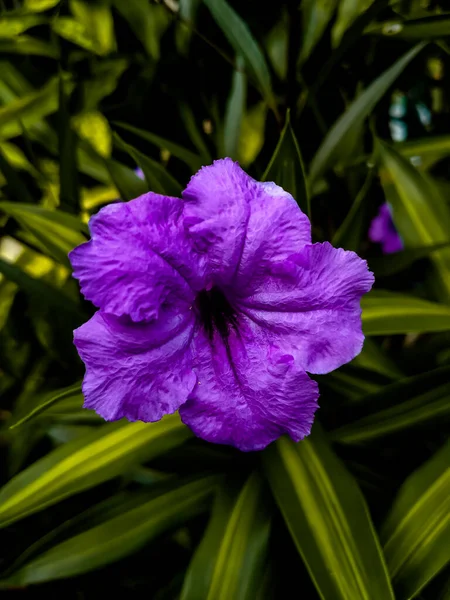 Ruellia Simplex çiçeği küçük bir bahçede güzel mor rengini gösteriyor.
