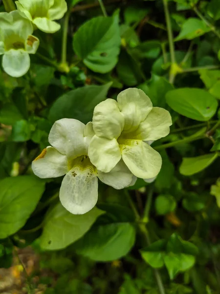 Öğleden sonra açan kır çiçekleri.