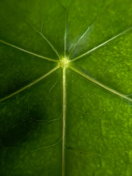 Yeşil bir yaprağa odaklan. Arkaplan için resim.