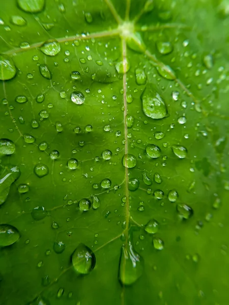 Seçici odak - Yağmurdan sonra yeşil yapraklara damlacıklar