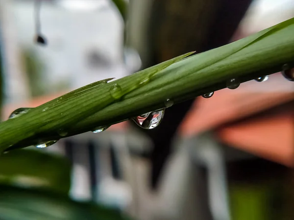 Foco Seletivo Gotas Água Uma Folha Verde Após Chuva Tarde — Fotografia de Stock