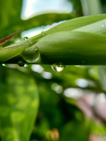 Enfoque Selectivo Gotas Agua Una Hoja Verde Después Lluvia Tarde — Foto de Stock