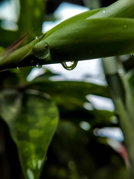 Enfoque Selectivo Gotas Agua Una Hoja Verde Después Lluvia Tarde — Foto de Stock