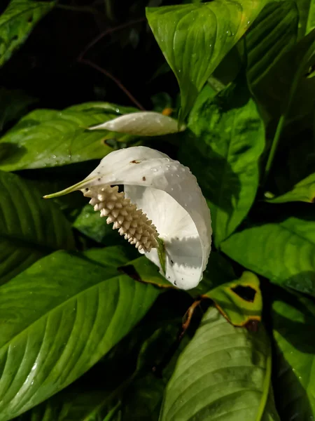 Beautiful peace lily flowers after the rain