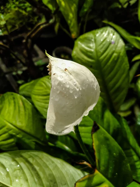 Yağmurdan sonra güzel barış çiçekleri