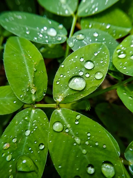 Seçici odak - Yağmurdan sonra yeşil yapraklara damlacıklar