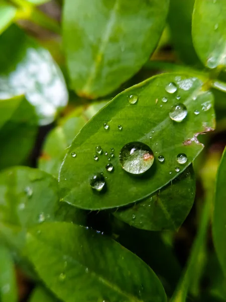 Seçici odak - Yağmurdan sonra yeşil yapraklara damlacıklar