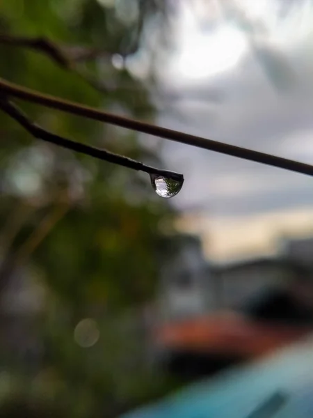 Enfoque Selectivo Gotas Una Rama Árbol Bambú Por Tarde — Foto de Stock