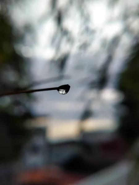 Enfoque Selectivo Gotas Una Rama Árbol Bambú Por Tarde — Foto de Stock