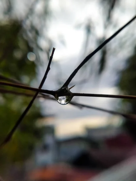 Foco Seletivo Gotas Ramo Árvore Bambu Tarde — Fotografia de Stock