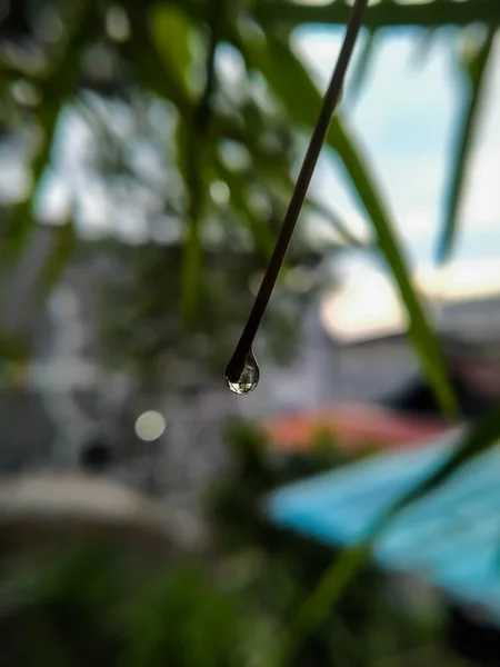 Seçici odak - Öğleden sonra bir bambu dalına damlacıklar