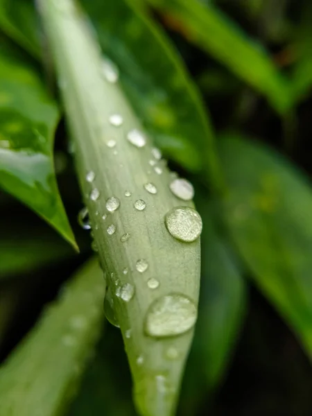 Foco Seletivo Gotas Folhas Verdes Após Chuva — Fotografia de Stock