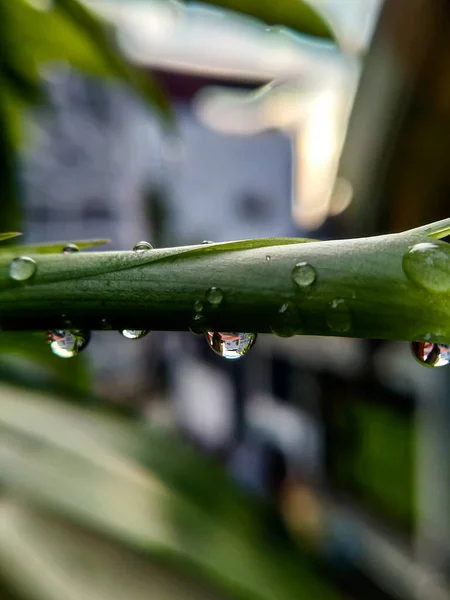 Seçici odak - Yağmurdan sonra yeşil yapraklara damlacıklar