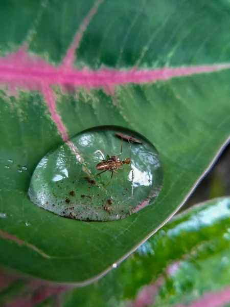 Seçici odak - Yağmurdan sonra yeşil yapraklara damlacıklar