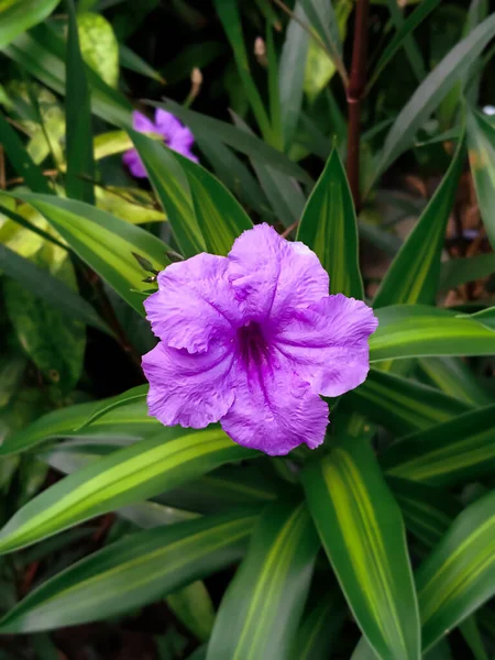 Ruellia Simplex çiçeği küçük bir bahçede güzel mor rengini gösteriyor.