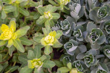 Bahçe çiçekleri dokusu arka plan lahanası 