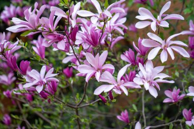 Bahçedeki manolya ağacında pembe manolya çiçekleri 