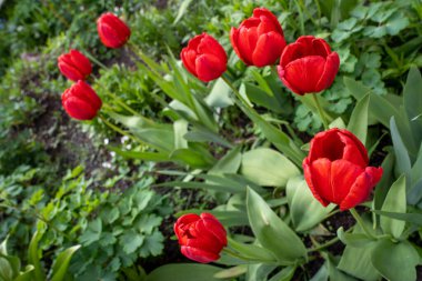 Bahar bahçesinde renkli laleler 