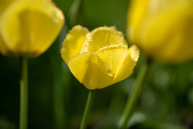 Bahar bahçesinde renkli laleler 