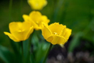 Bahar bahçesinde renkli laleler 