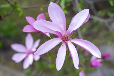 Bahçedeki manolya ağacında pembe manolya çiçekleri 