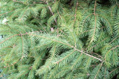 Bahçedeki yeşil ladin dalı