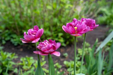 Bahar bahçesinde renkli laleler 