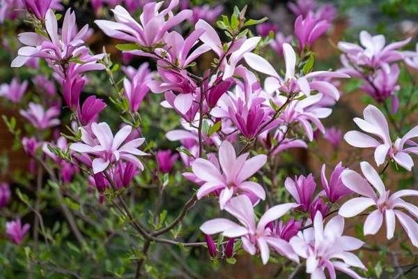 Pink Magnolia Flowers Magnolia Tree Garden — Stock Photo, Image
