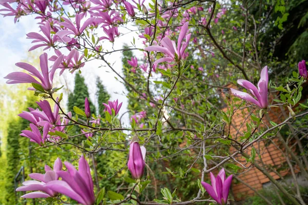 Rosa Magnolienblüten Auf Dem Magnolienbaum Garten — Stockfoto