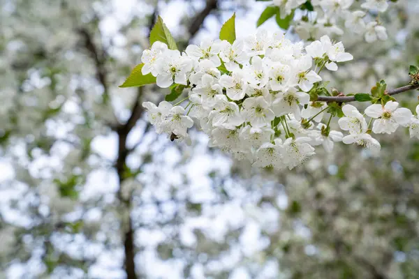 Kirschbaumzweig Voller Blüte Heimischen Garten — Stockfoto