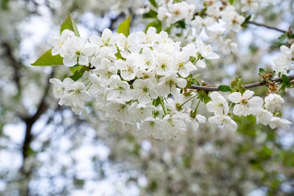 Kirschbaumzweig Voller Blüte Heimischen Garten — Stockfoto