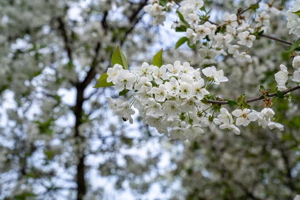 Kirschbaumzweig Voller Blüte Heimischen Garten — Stockfoto