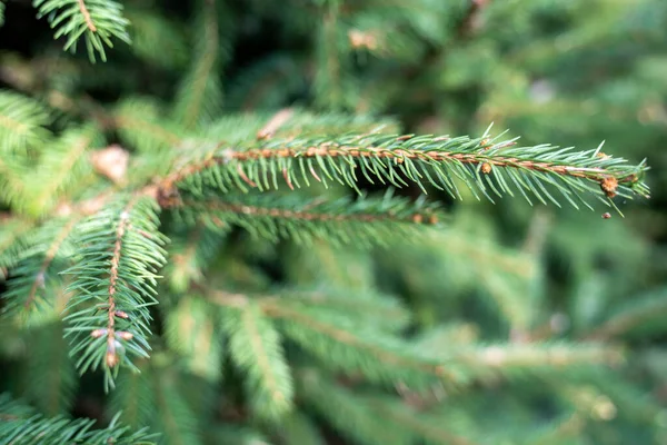 Green Spruce Branch Garden — Stock Photo, Image