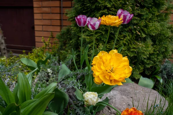 Tulipanes Coloridos Jardín Primavera — Foto de Stock